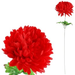 Chryzantema pojedynczy kwiat w kolorze czerwonym 62 cm
