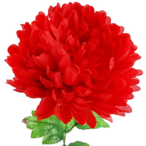 Chryzantema pojedynczy kwiat w kolorze czerwonym 62 cm