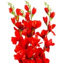 BUKIET 5 GAŁĄZEK MIECZYKÓW czerwona GLADIOLA 67 cm