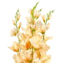 BUKIET 5 GAŁĄZEK MIECZYKÓW czerwona GLADIOLA 67 cm