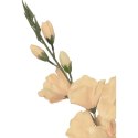 Bukiet 5 kremowych gladioli