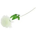 CHRYZANTEMA POJEDYKA BIAŁA FI 22CM