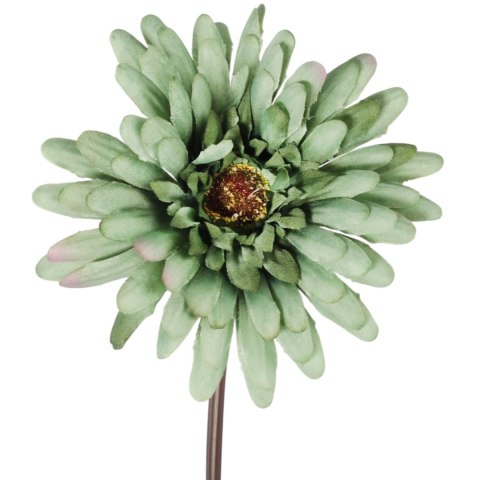 Bukiet 7 gerber na gumowanych łodygach w kolorze jesiennym turkusowym