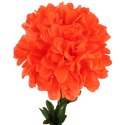 CHRYZANTEMA POJEDYNCZY KWIAT FI 20 CM CIEMNO-POMARAŃCZOWY