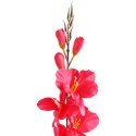 MIECZYK CIEMNO-RÓŻOWY GLADIOLA 76 CM