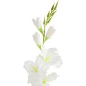 MIECZYK kwiat sztuczny do wazonu GLADIOLA 76 cm biała