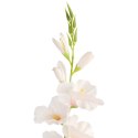 MIECZYK kwiat sztuczny do wazonu GLADIOLA 76 cm kremowa