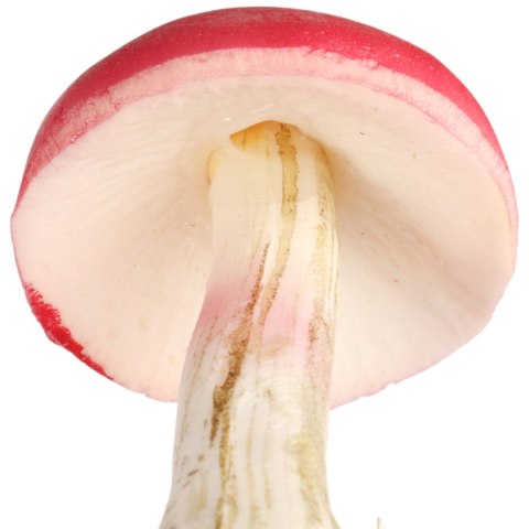 MUCHOMOREK CZERWONY NA PIKU 11cm x 6 cm GRZYBEK MUCHOMOR PIK DEKORACJA