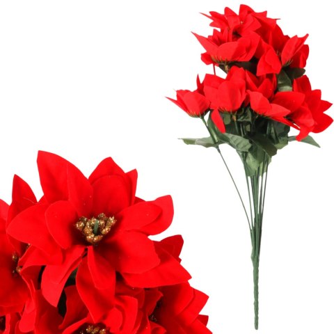 Bukiet 12 POINSECJI 38 cm GWIAZDA BETLEJEMSKA KOLOR CZERWONY